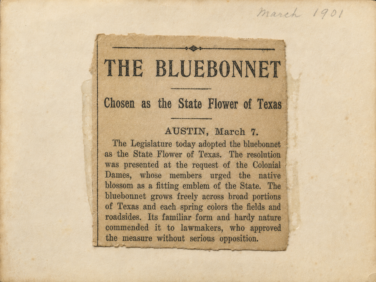 Recreated 1901 newspaper clipping announcing the bluebonnet as the state flower of Texas.