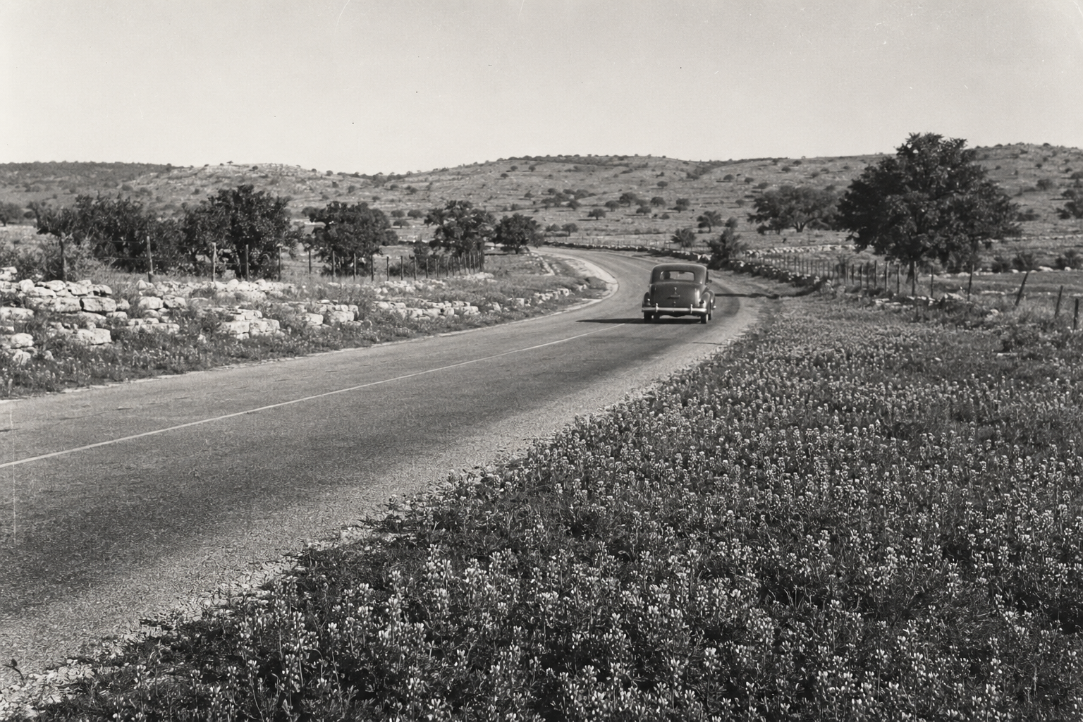 Late-1930s automobile traveling along a Burnet County highway bordered by bluebonnets.