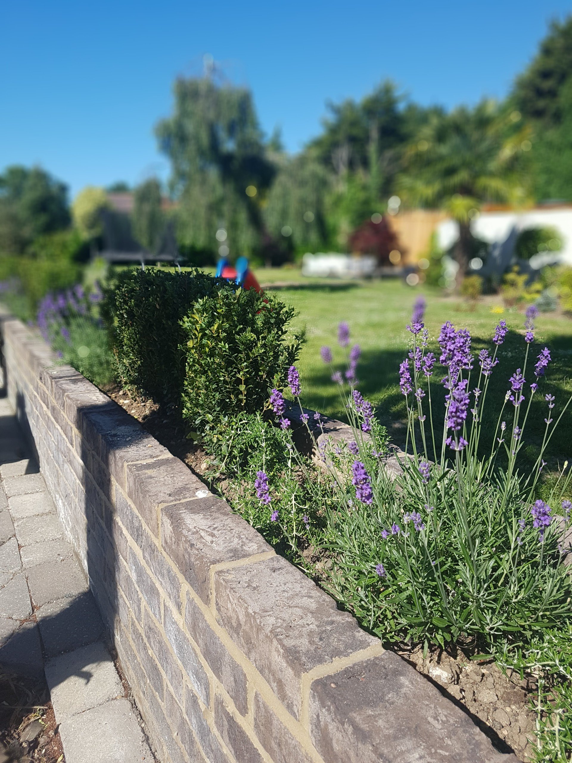 A garden with purple lavender flowers in a row along a brick wall, green plants and trees in the background under a blue sky.