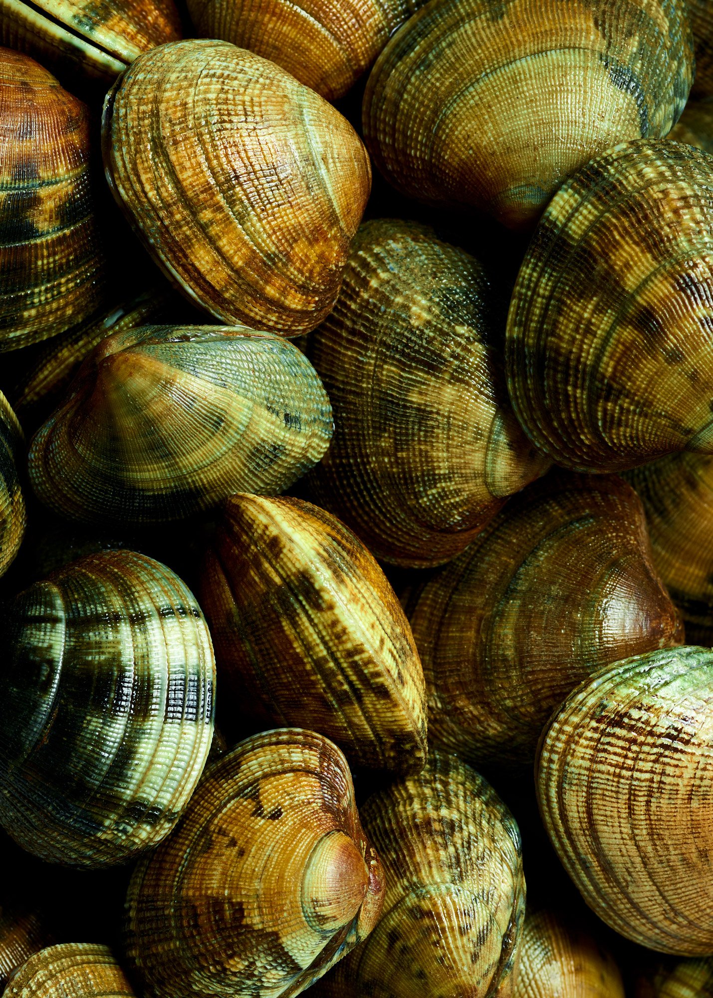 clams.jpg