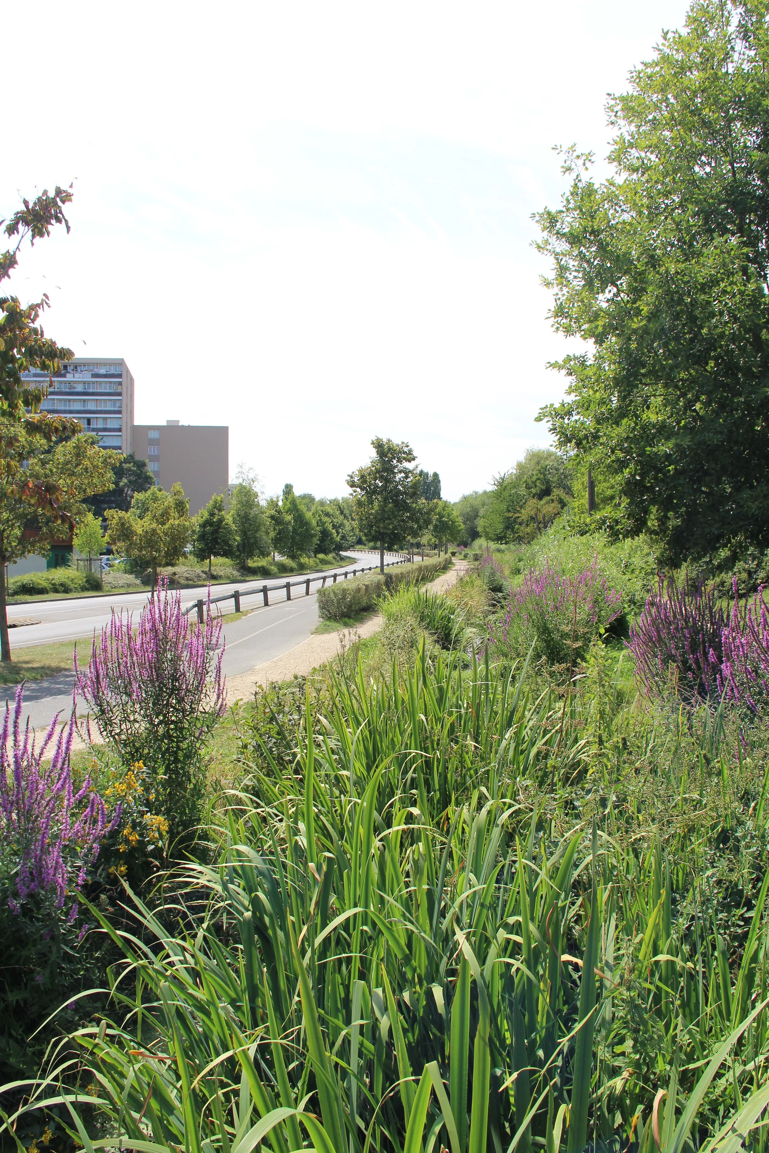 Un paysage urbain avec une voie piétonne bordée de plantes et d'arbres verts, avec des immeubles résidentiels en arrière-plan.