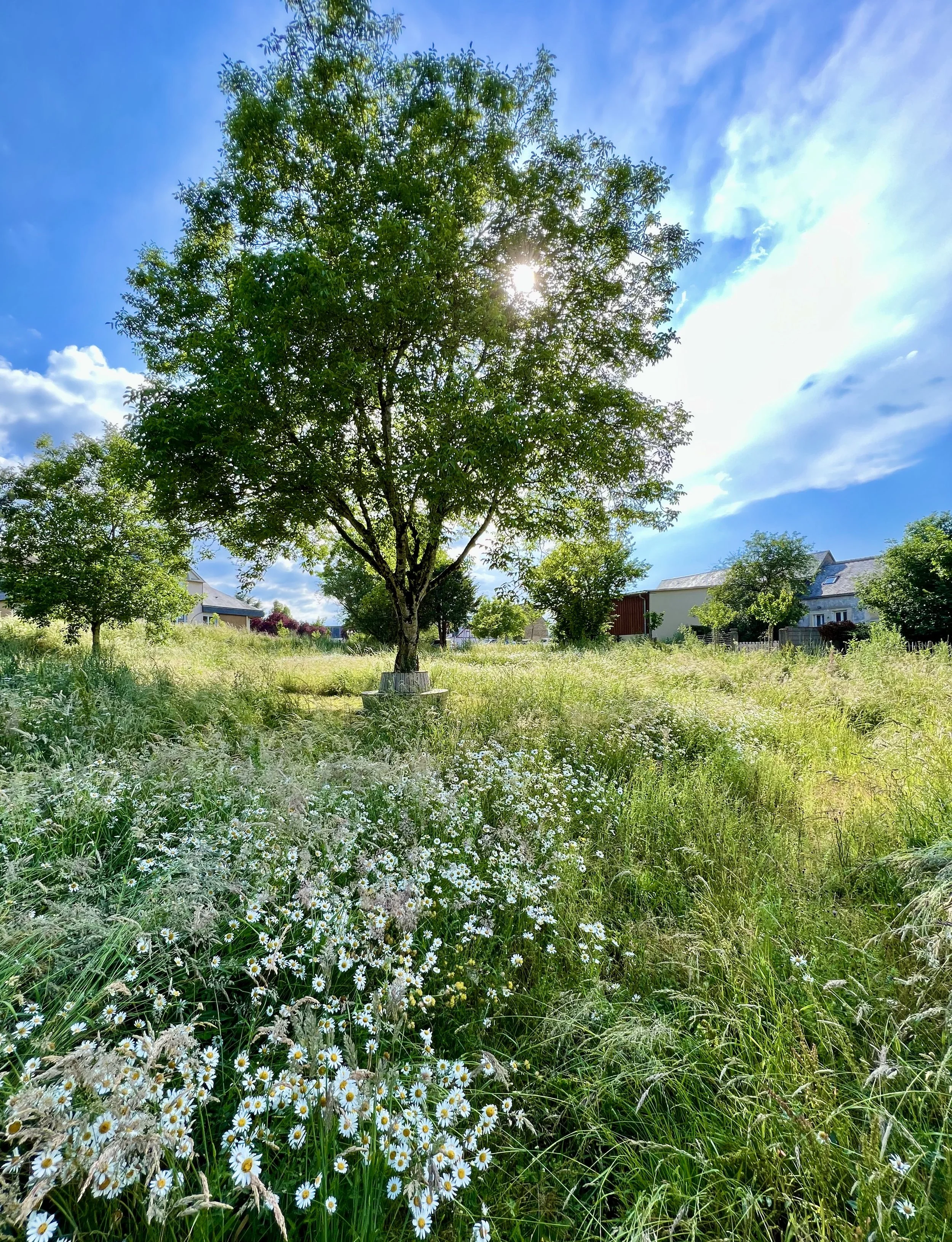 Arbre dans un champ ensoleillé avec des fleurs blanches sauvages en premier plan, des maisons en arrière-plan, ciel bleu et nuages.