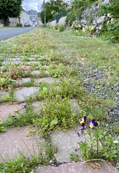 Trottoir en pierre avec des mauvaises herbes et des fleurs sauvages poussant entre les pavés.