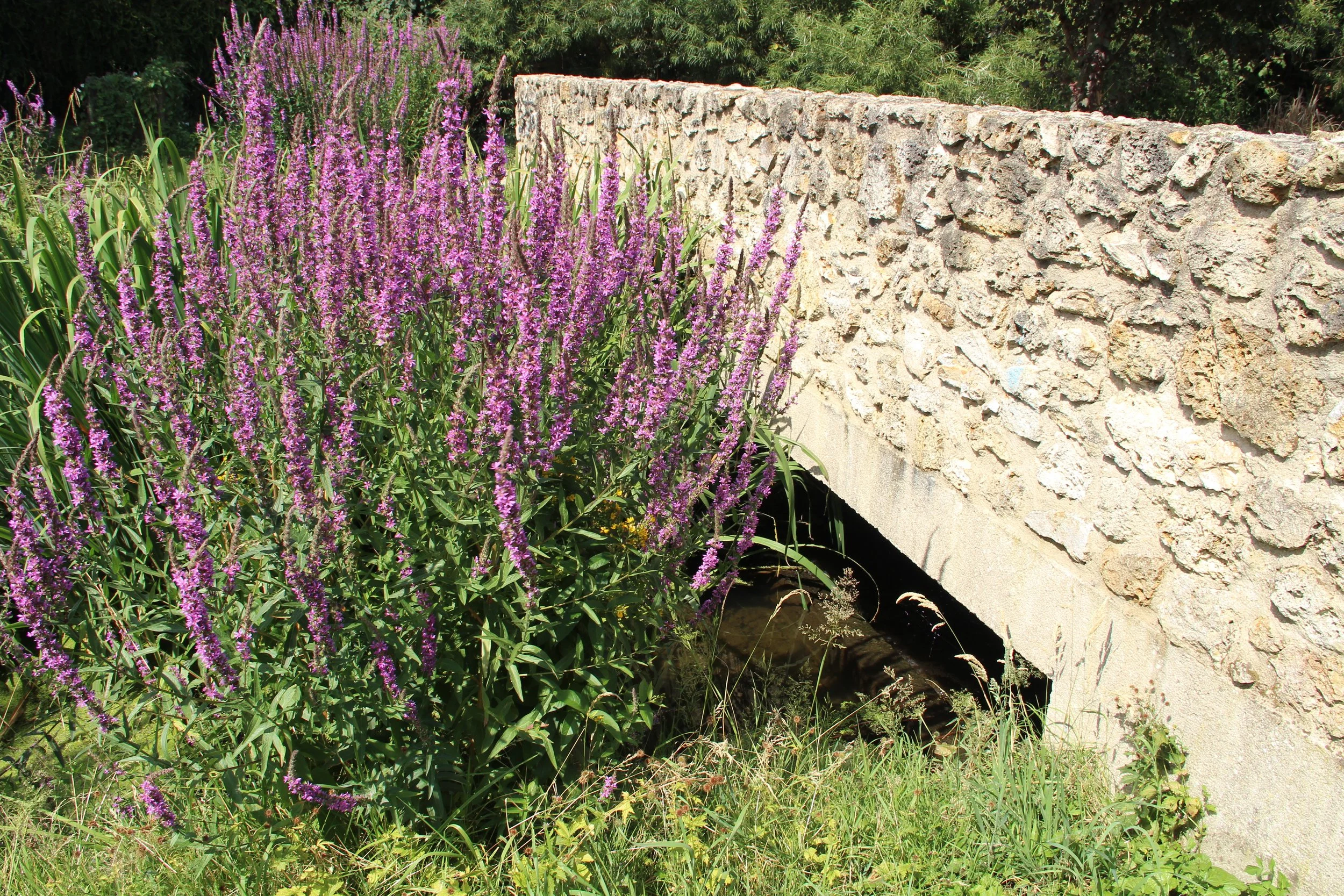 Fleurs violettes et vertes devant un mur en pierre dans un jardin en plein soleil.