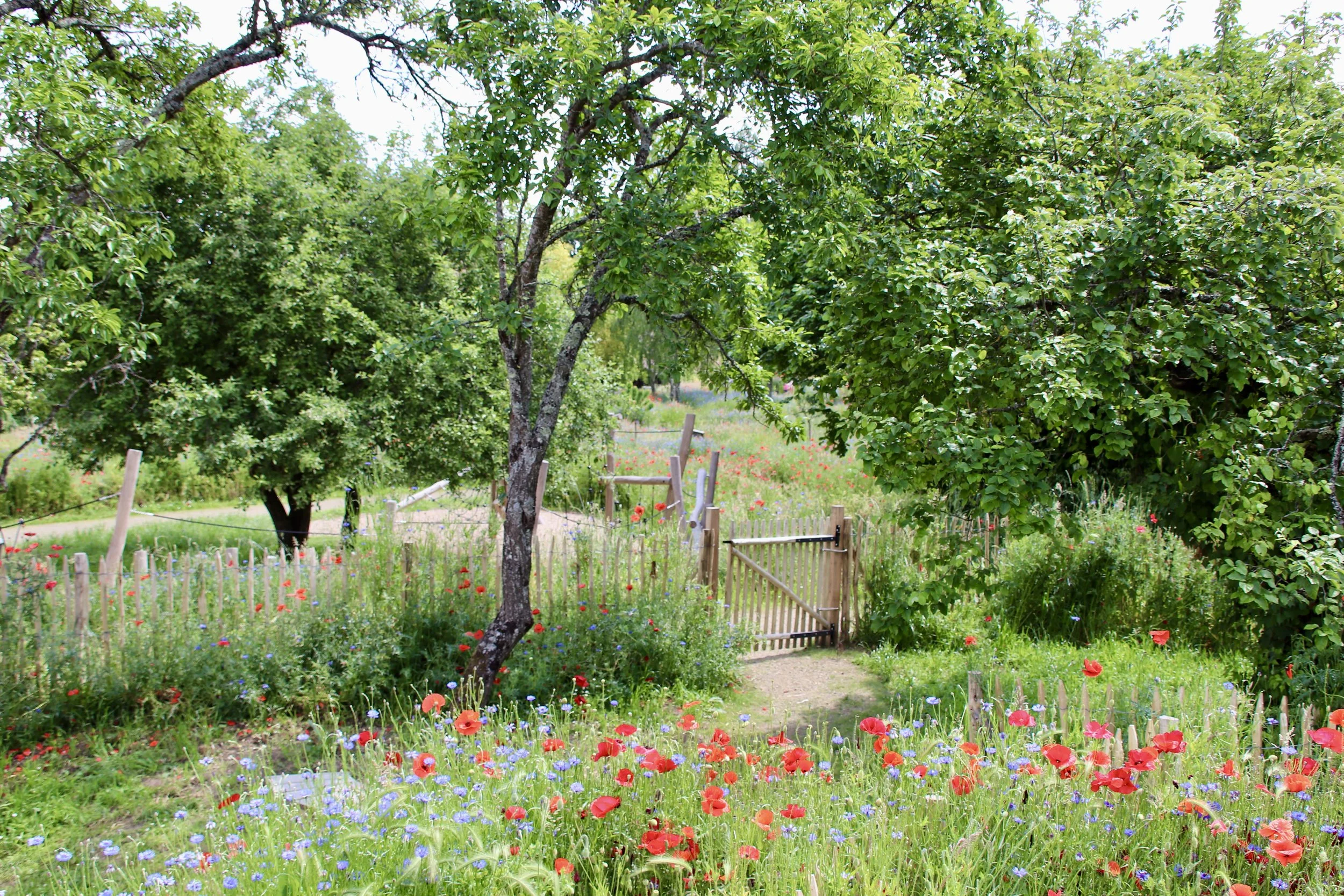 Un jardin avec des arbres, des fleurs colorées et un chemin en terre.