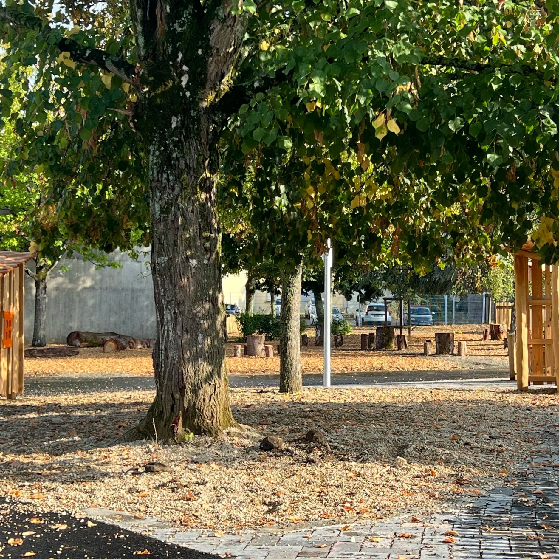 Un arbre au centre avec des branches et des feuilles vertes, un sol recouvert de feuilles mortes, une clôture en bois à droite et une zone pavée à l'avant.