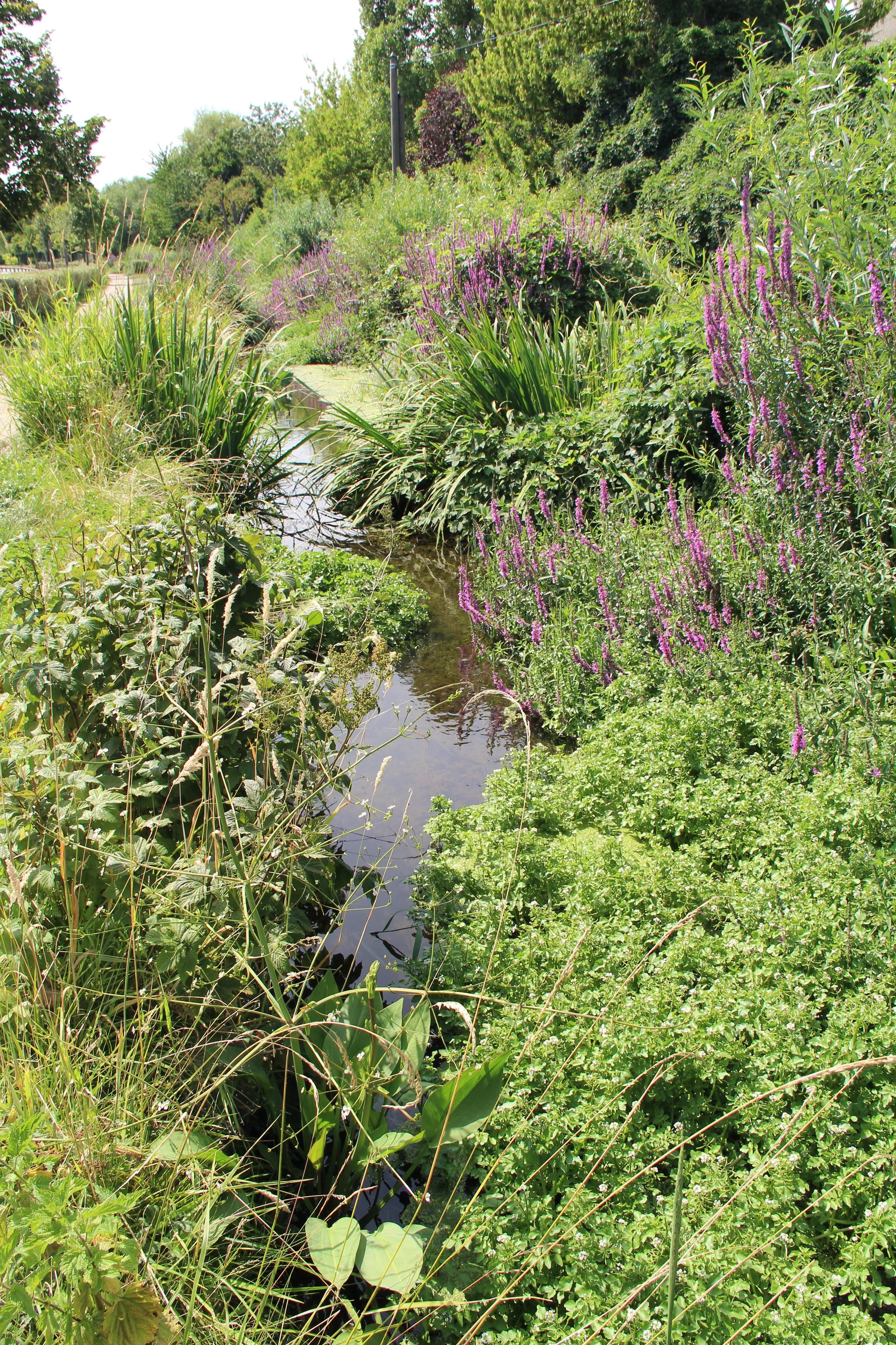 Une petite rivière entourée de plantes vertes et de fleurs violettes, sous un ciel ensoleillé.