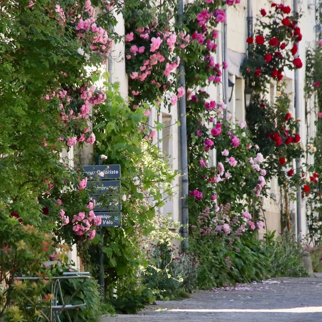 Rue piétonne bordée de maisons avec des murs couverts de rosiers en fleurs roses, rouges et violets, avec quelques panneaux de signalisation et une chaise en métal à gauche.
