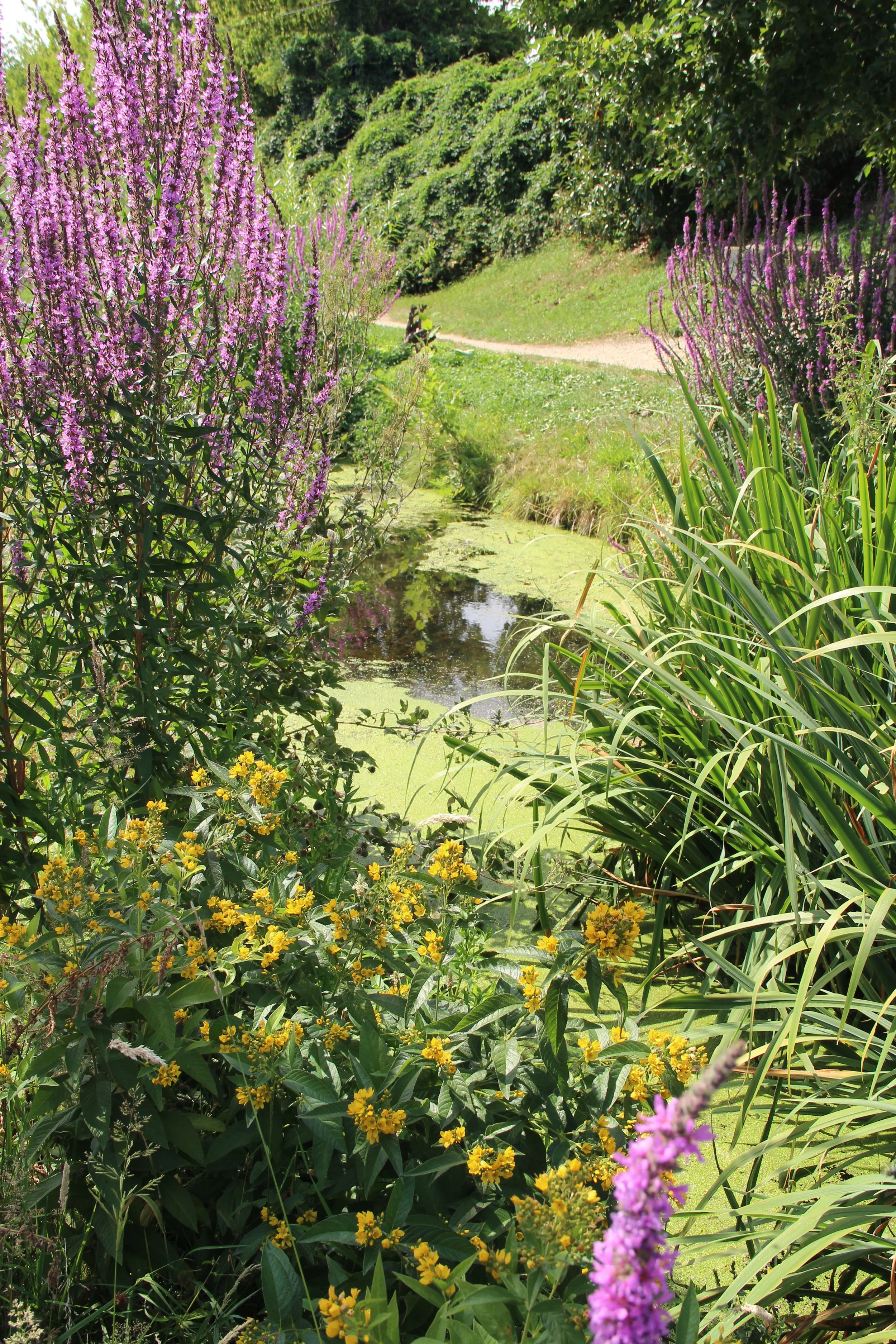 Un petit cours d'eau entouré de plantes et de fleurs colorées, avec des buissons et des arbres en arrière-plan