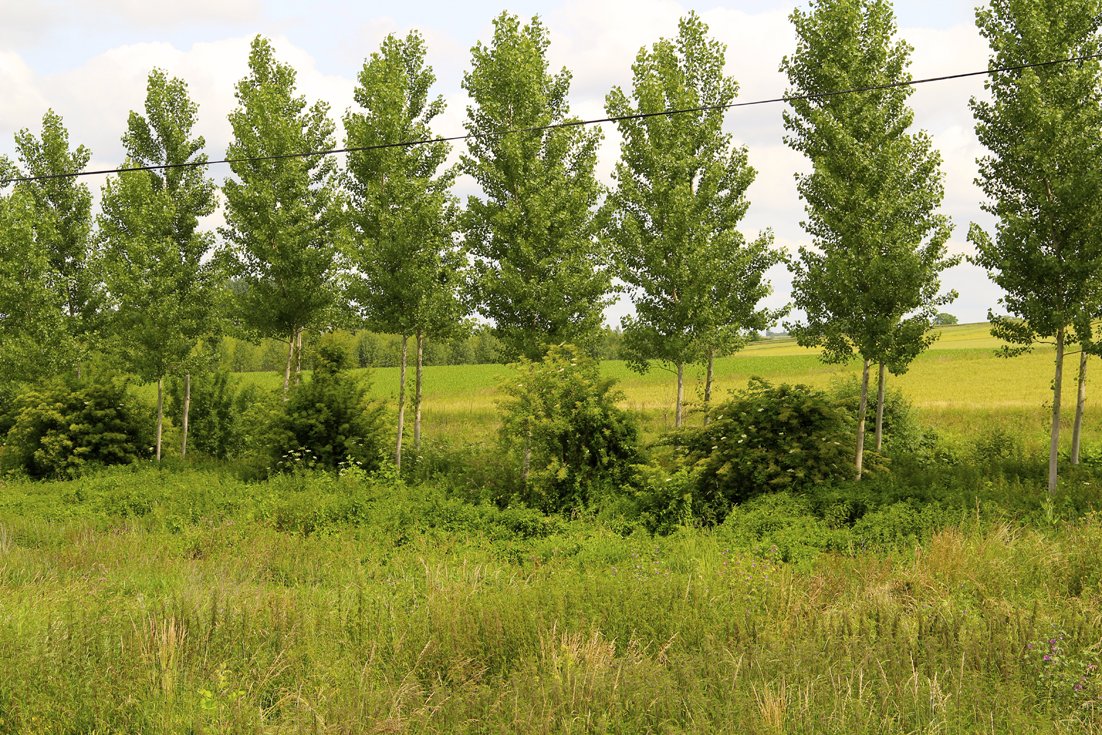 Une rangée d'arbres verts au bord d'un champ verdoyant sous un ciel partiellement nuageux.