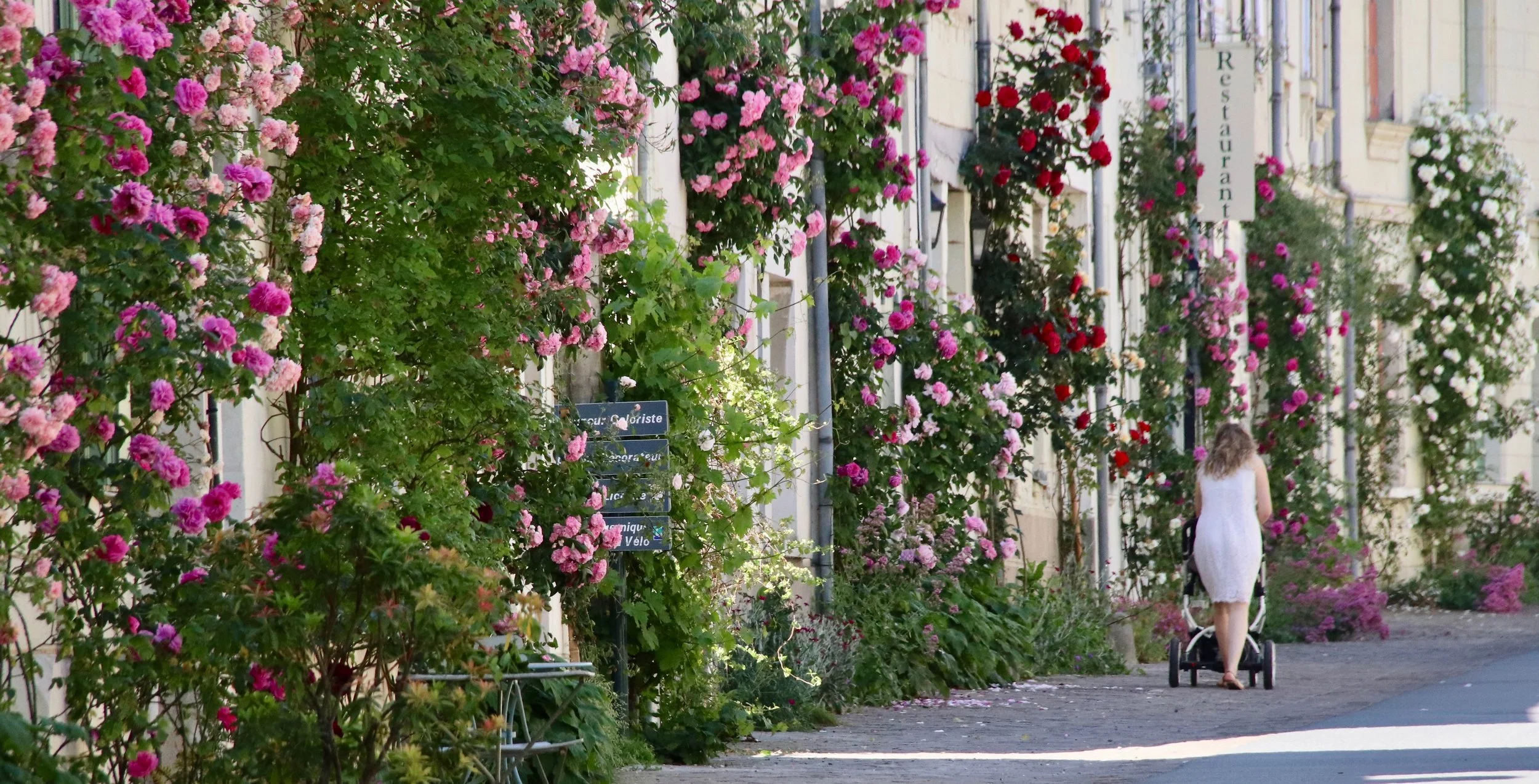 Une rue bordée de fleurs roses, avec une femme avec une poussette marchant sur le trottoir.