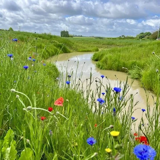 Vallée verdoyante avec un ruisseau sinueux, herbes hautes, fleurs sauvages colorées, ciel nuageux, paysage rural
