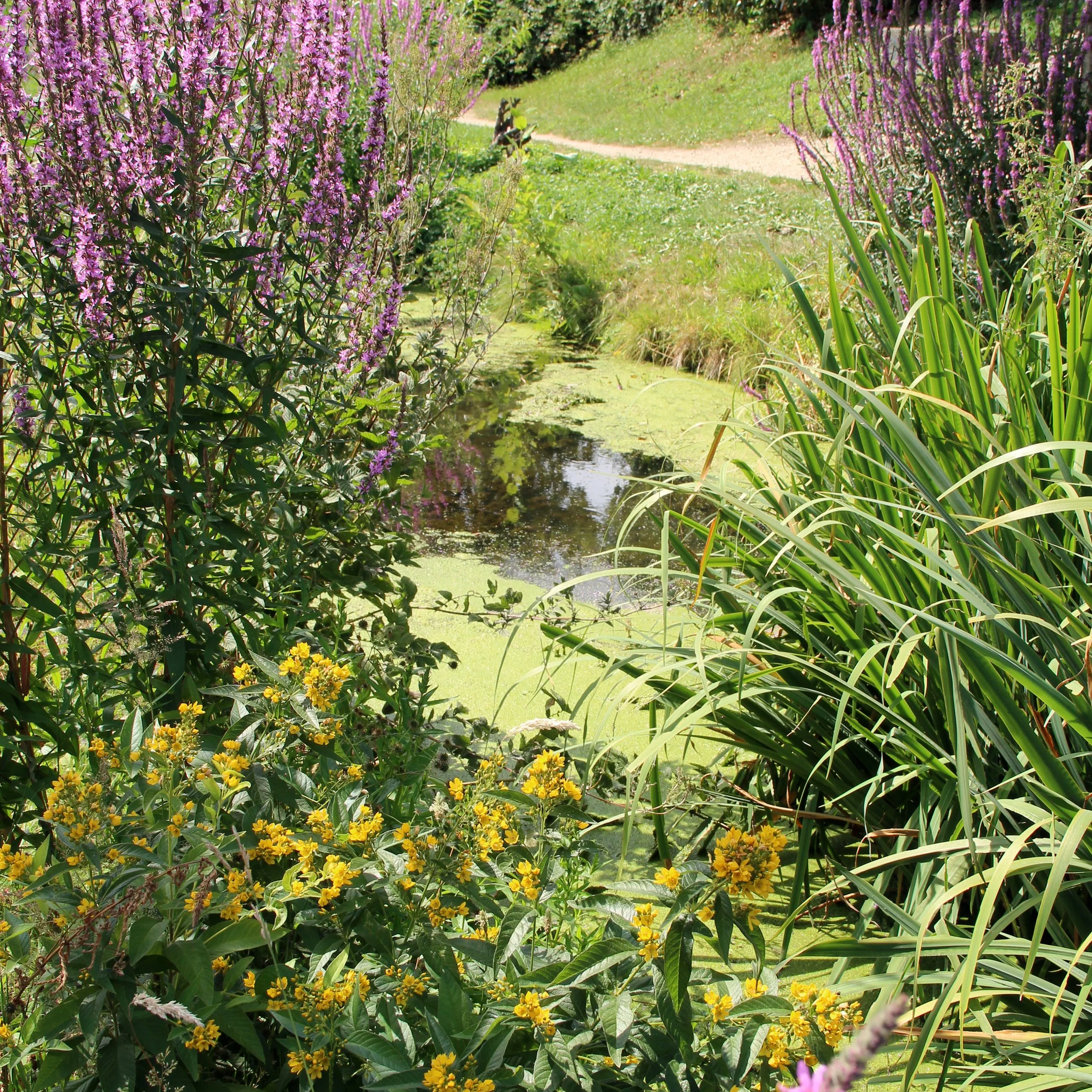 Un jardin avec des plantes et des fleurs jaunes, vertes et violettes, avec un chemin en terre au centre.