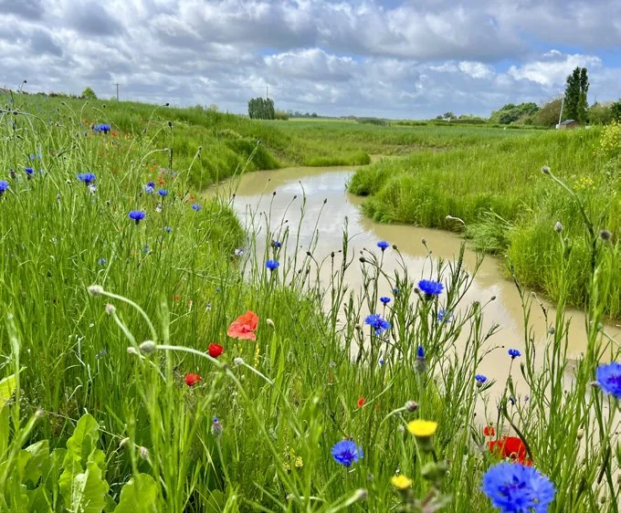 Vue d'une rivière sinueuse traversant une prairie verdoyante avec des fleurs sauvages bleues, rouges et jaunes sous un ciel nuageux.