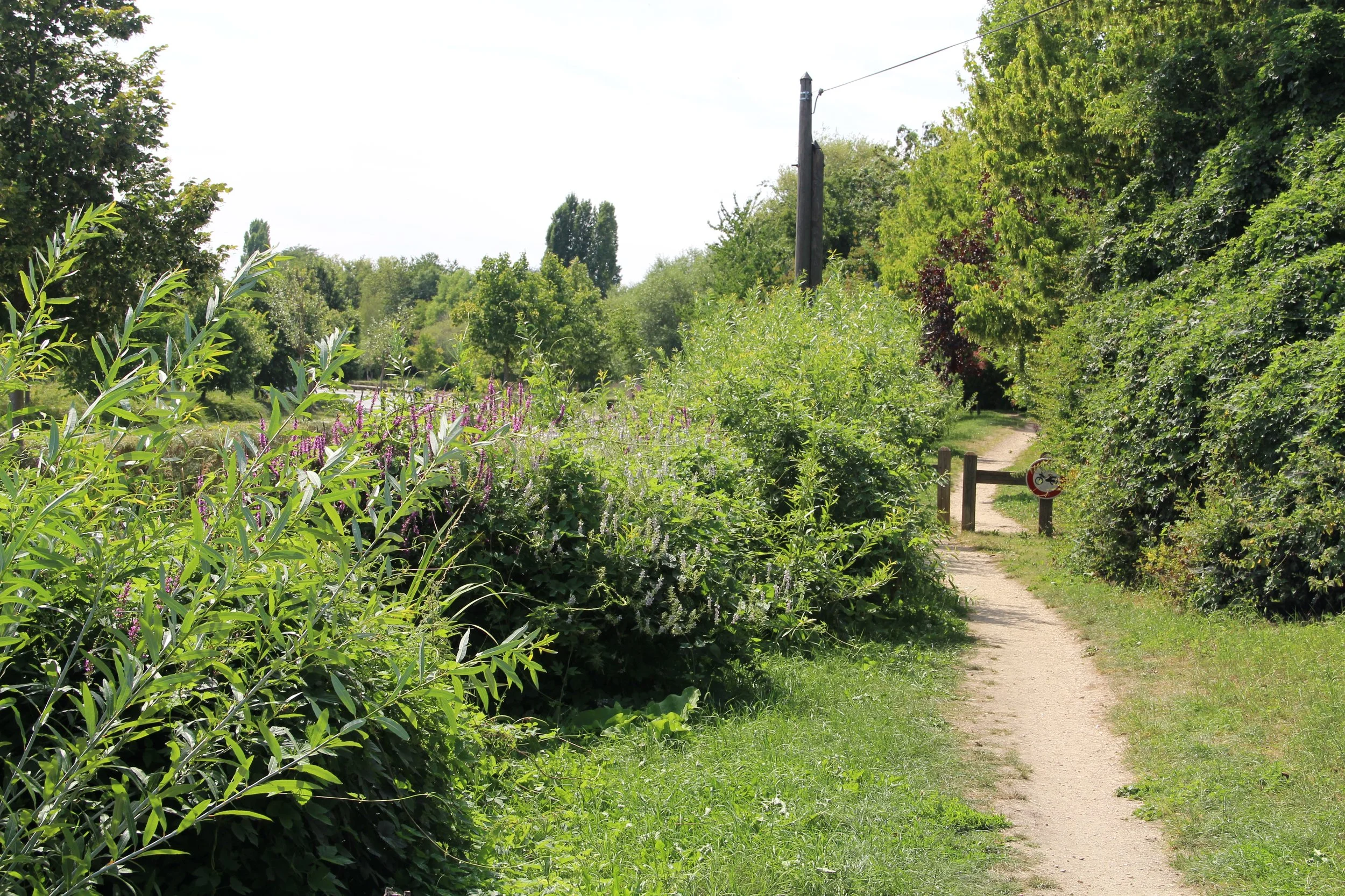 Chemin serpentant à travers un parc verdoyant avec des arbustes et des arbres, ciel clair et ligne électrique en arrière-plan.