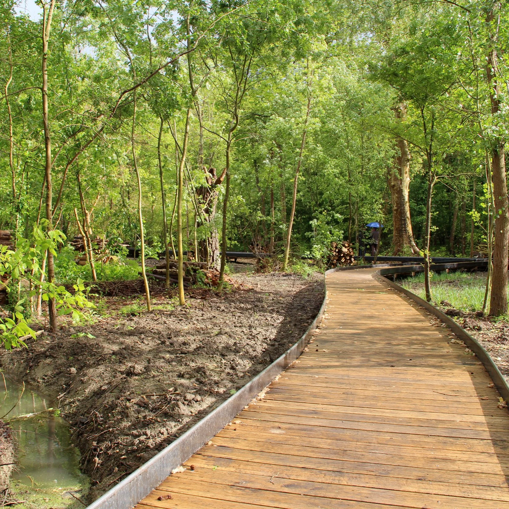 Un sentier en bois serpente à travers une forêt dense avec des arbres verts. Un person est visible avec un parapluie bleu.
