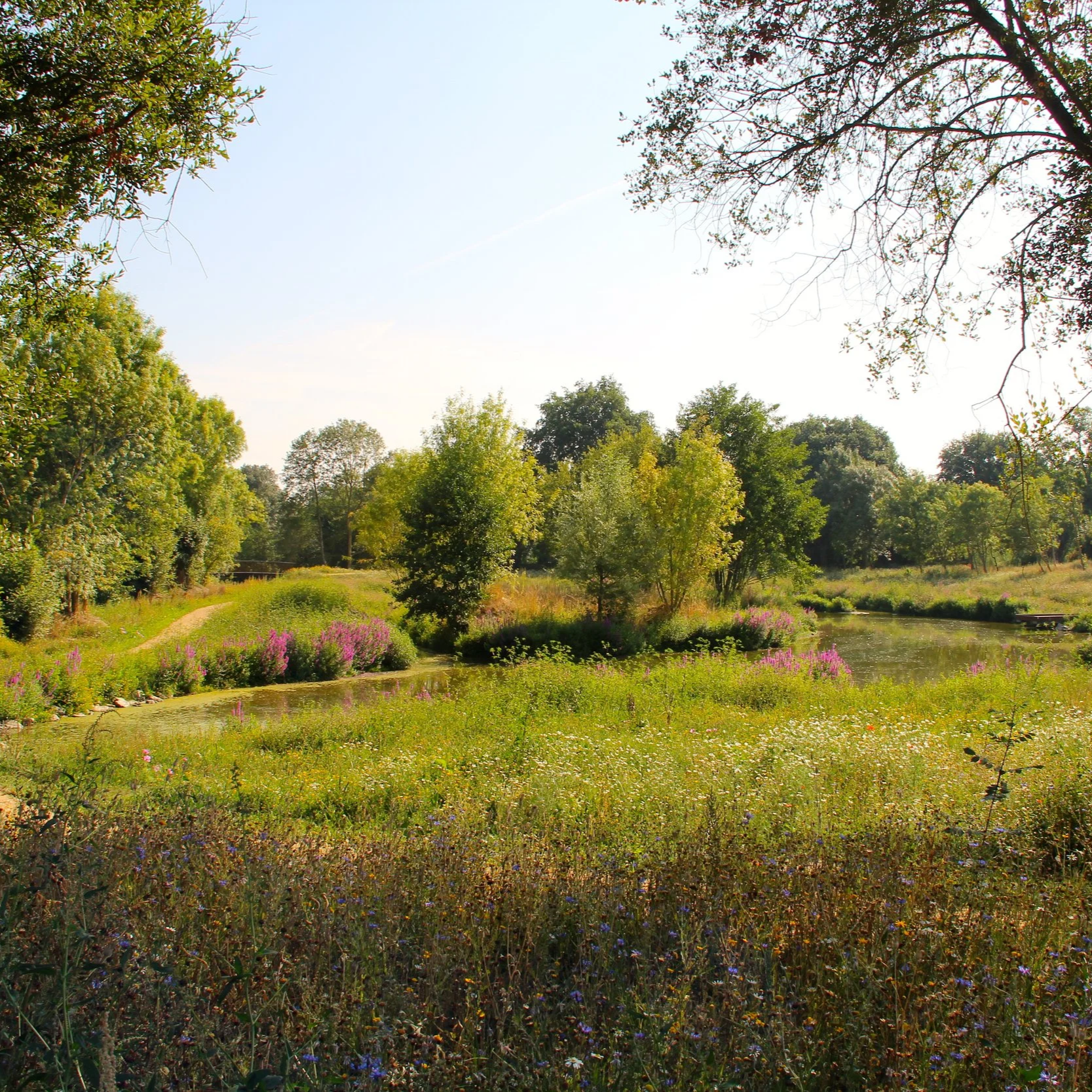 Paysage naturel avec des arbres, un ruisseau, des fleurs et un ciel clair.