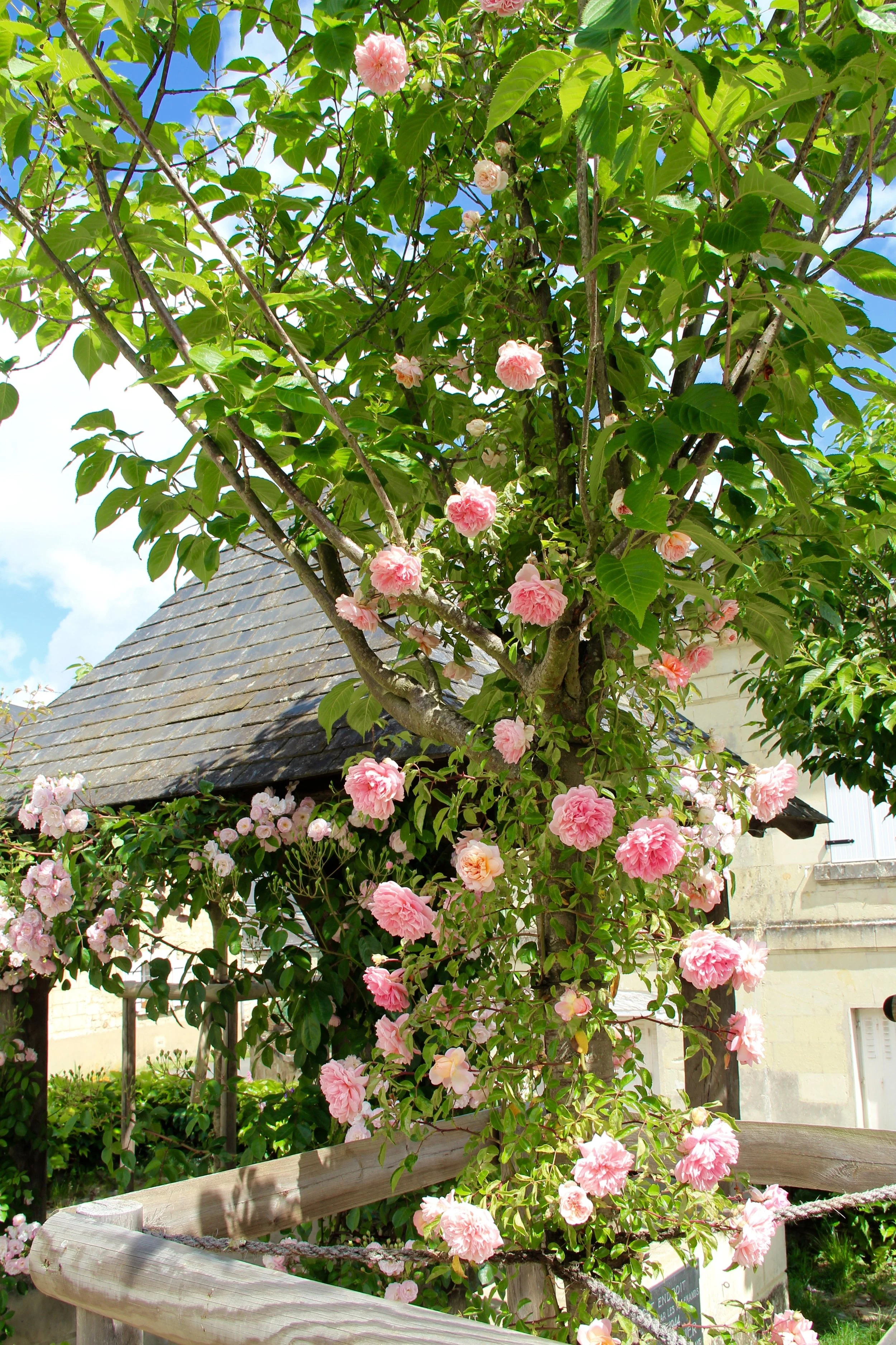 Un arbre avec des fleurs roses dans un jardin sous un ciel bleu, avec une structure en bois autour.
