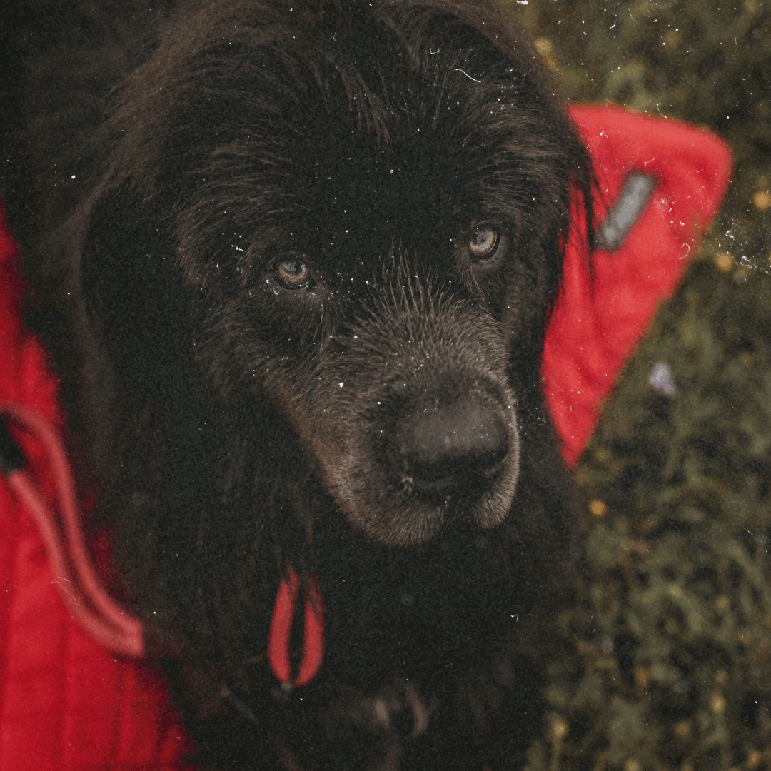 Essentials Gif.gif