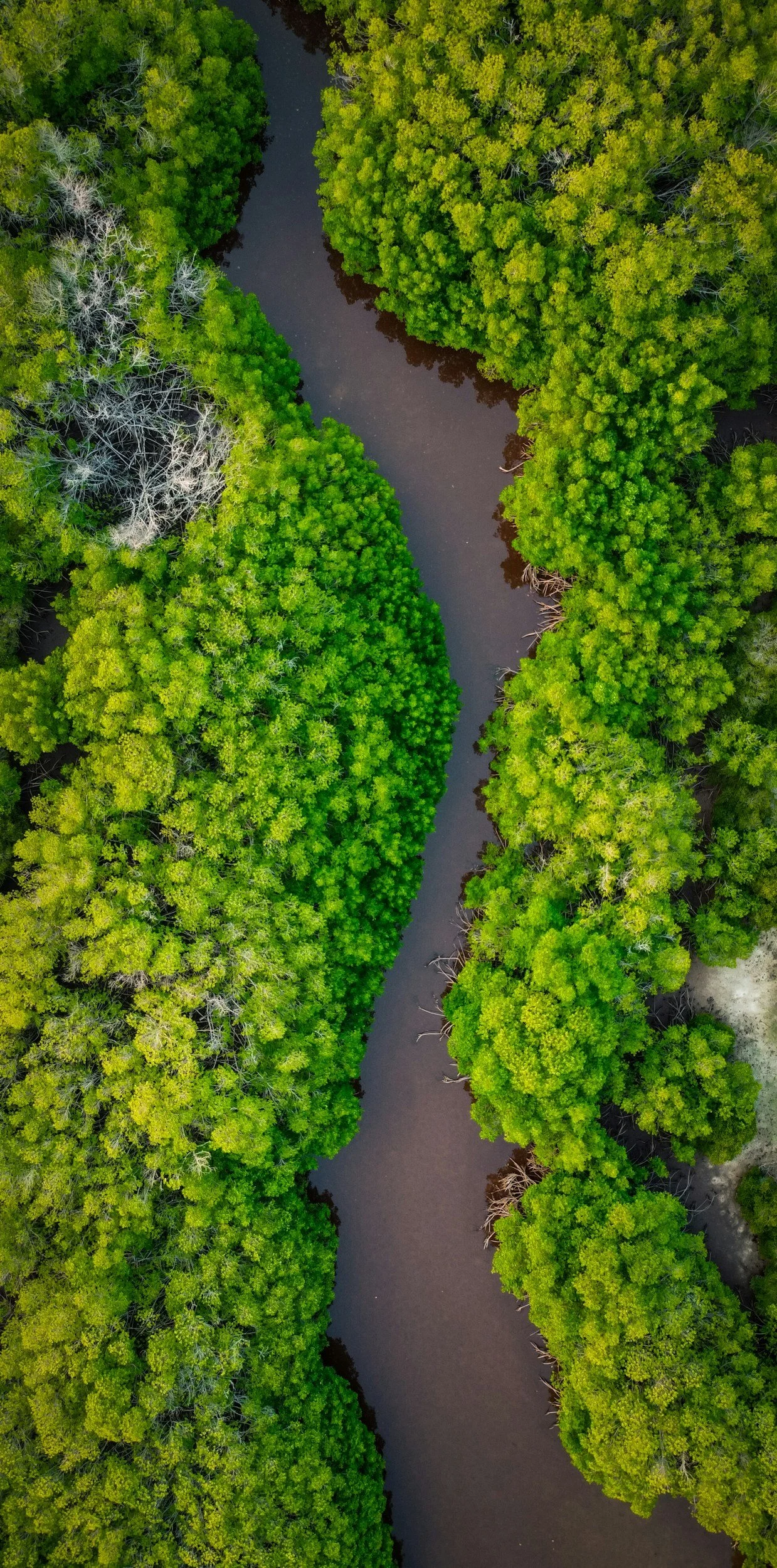 Aerial view of a winding river flowing through dense green forest.