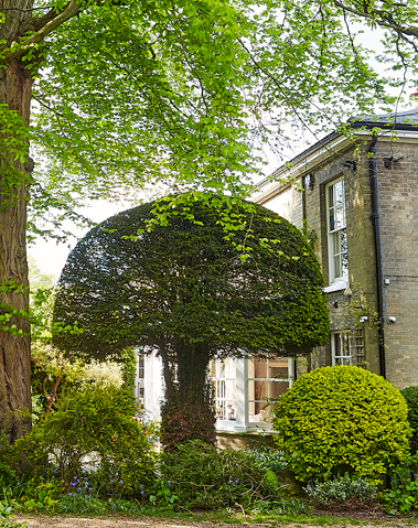 A well-maintained garden with a large, neatly shaped tree, a smaller rounded bush, and lush green foliage in front of a brick building with white-framed windows.