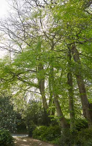 Tall trees with green leaves in a park, with a path visible at the bottom.