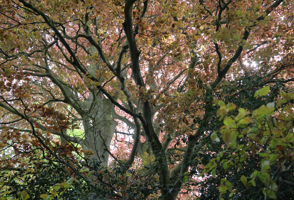 Tree with thick branches and dense foliage showing a mix of green and reddish-brown leaves, with sunlight filtering through.