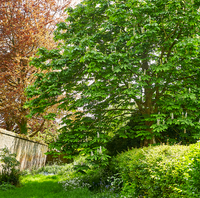 Green leafy tree with white flowers in a lush garden.
