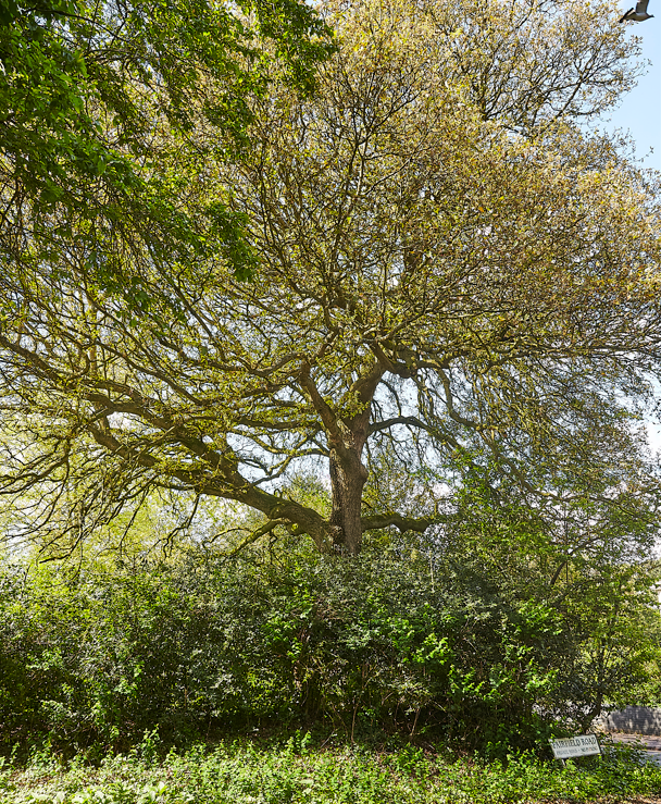 Large deciduous tree with sprawling branches and green foliage, surrounded by dense bushes and undergrowth, under a clear sky.