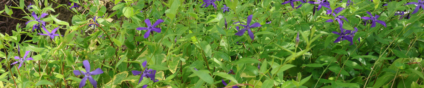 Purple flowers and green leafy plants in a garden.
