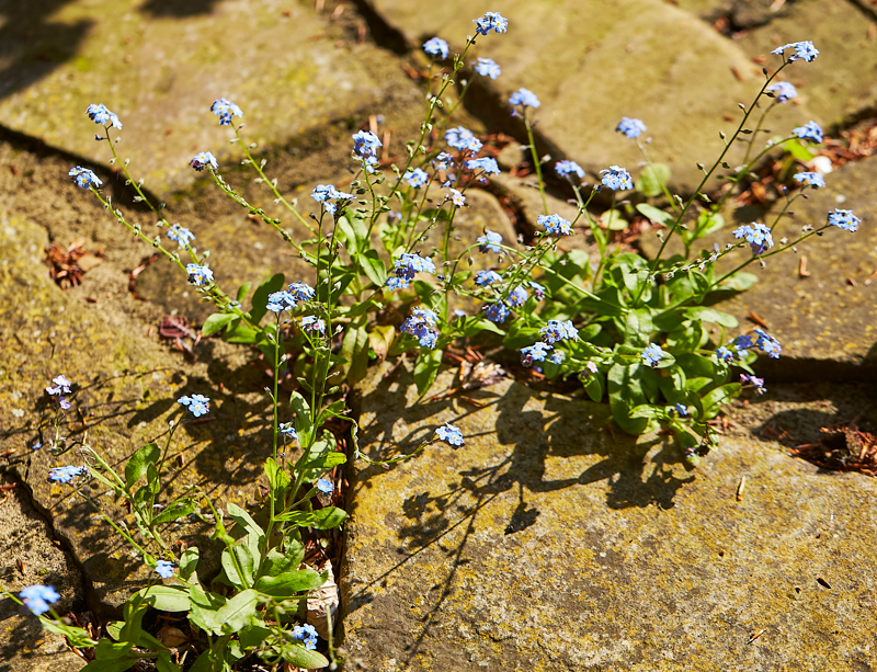 Small blue flowers growing between cracked stones on a sidewalk.