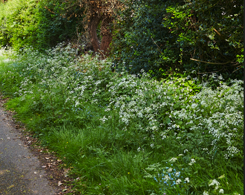 A grassy roadside with white wildflowers and dense trees in the background.