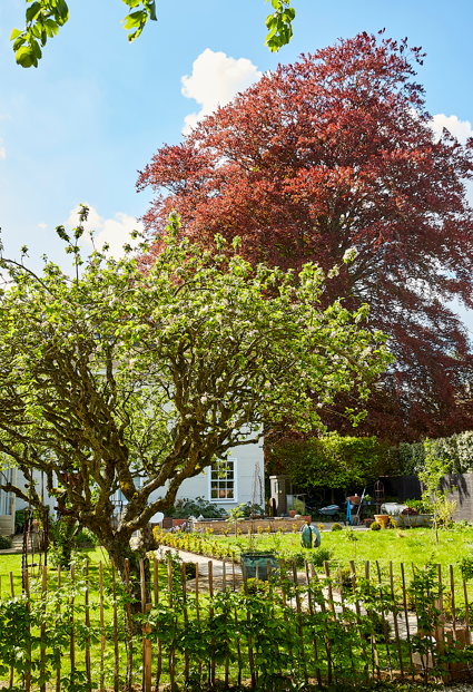 A lush garden with a large tree with red leaves and a smaller tree with green leaves, surrounded by a wooden fence, with a house in the background under a partly cloudy sky.