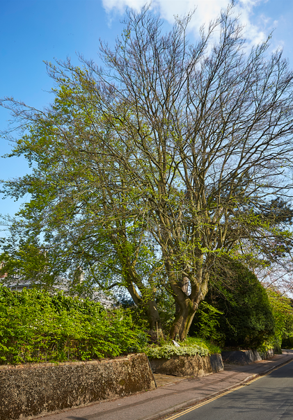 Large tree with some green leaves and many bare branches, along a city street with a sidewalk and green shrubbery.