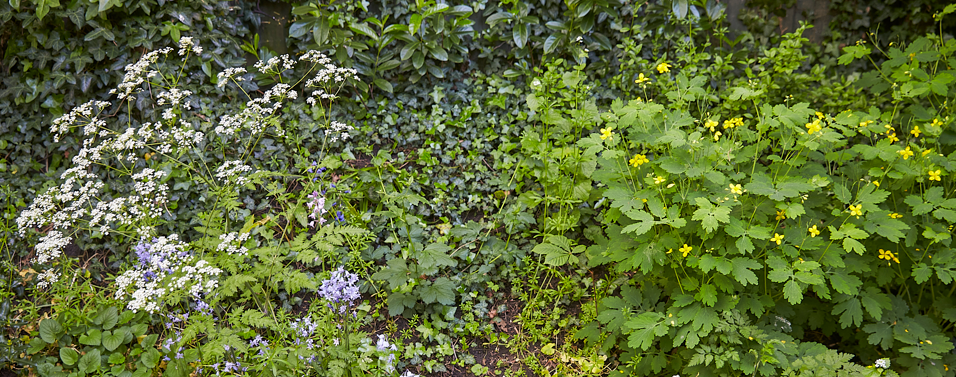 A garden with leafy green plants, yellow-flowering plants on the right, and white and purple flowers on the left, against a backdrop of a hedge.