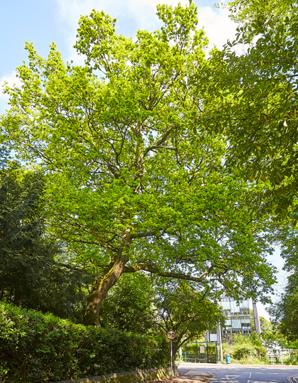 Large leafy green tree by a street with a building in the background under a bright blue sky.