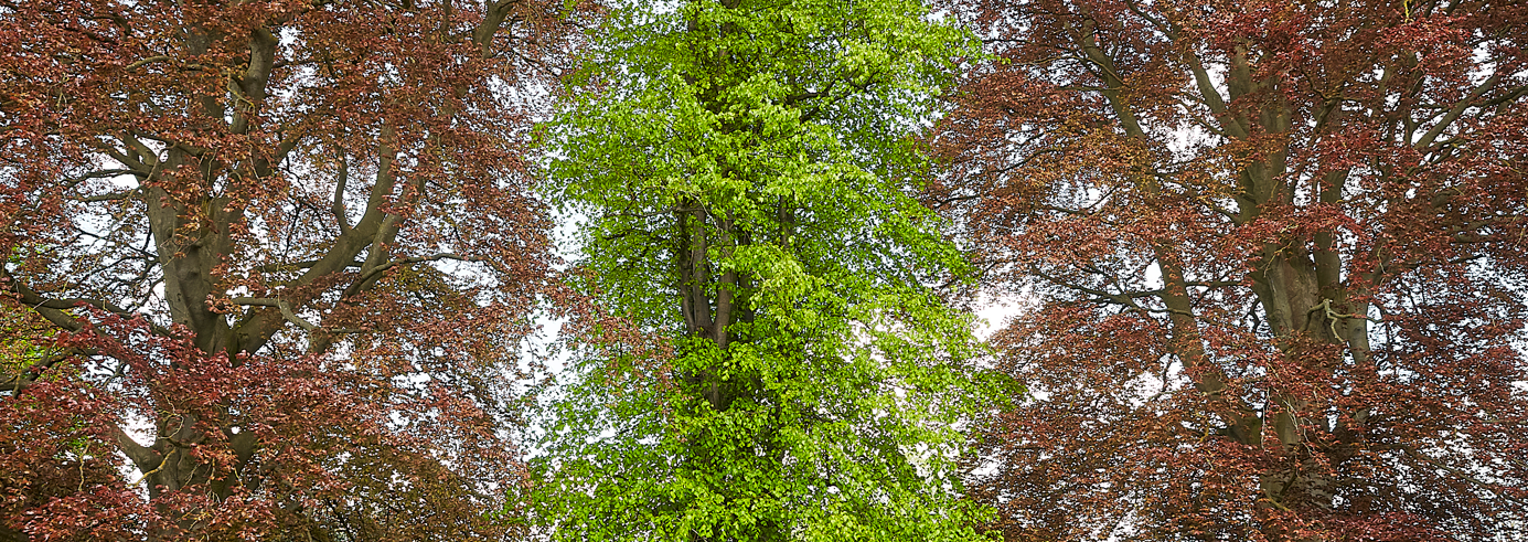 A view of tall trees with green and reddish-brown leaves, looking upward in a forest.