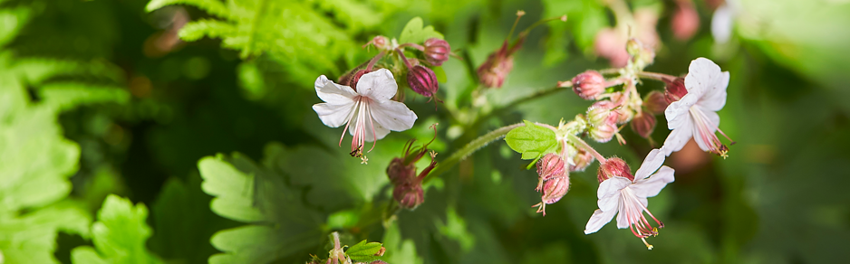 Small white flowers with pink stamens on a green leafy plant.