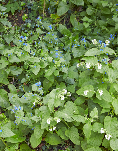 Green leafy plants with small blue and white flowers.