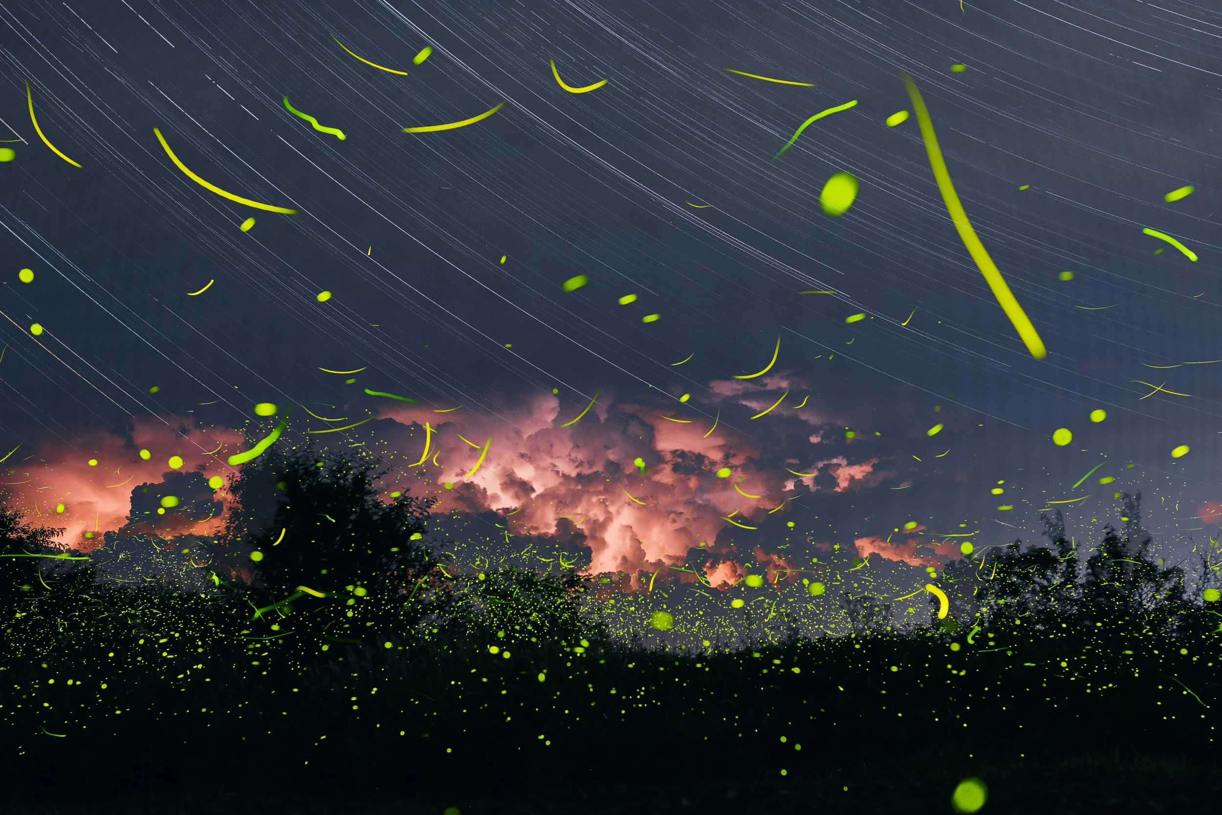 red fire flies.jpg