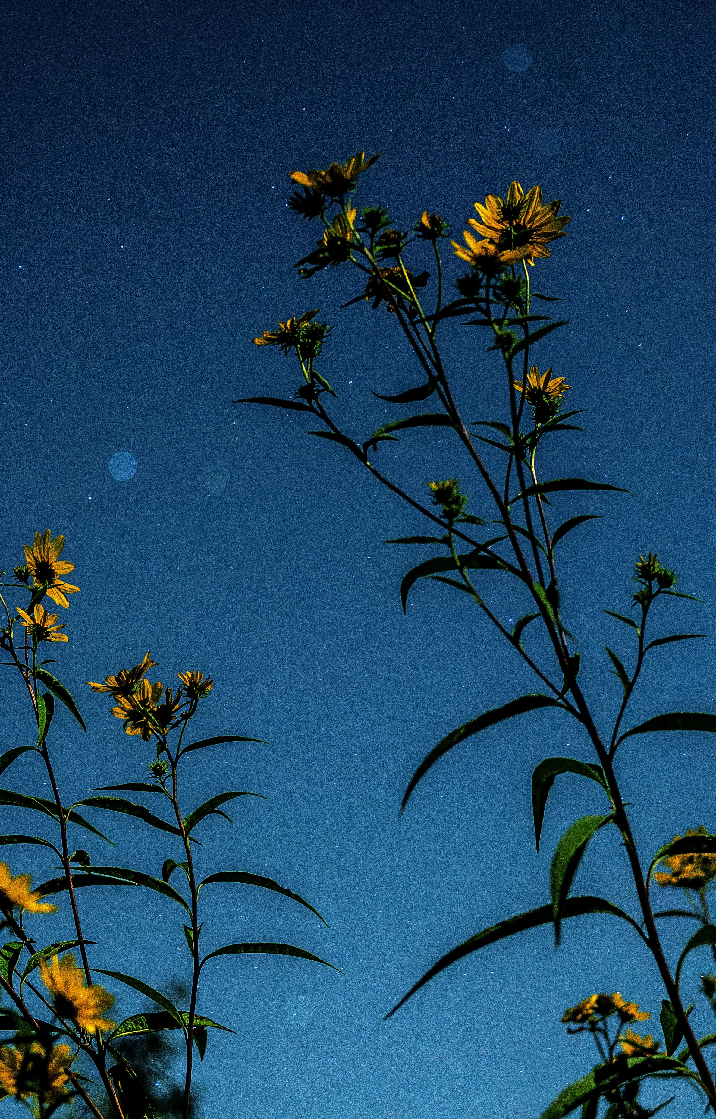 flower stars.jpg