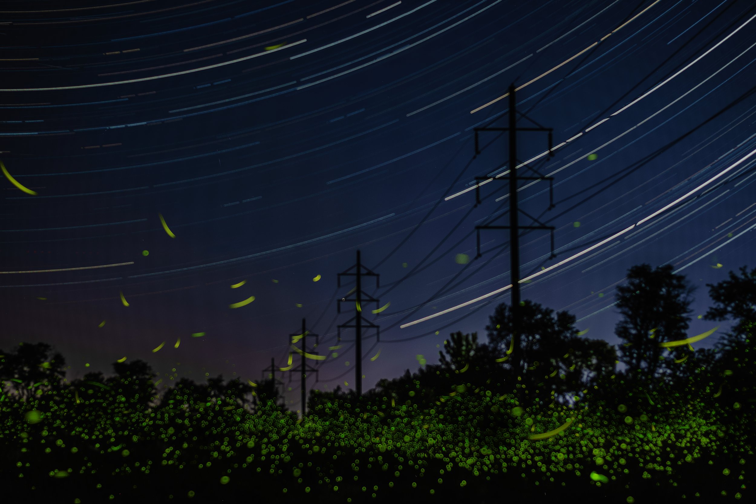 swarm.jpg