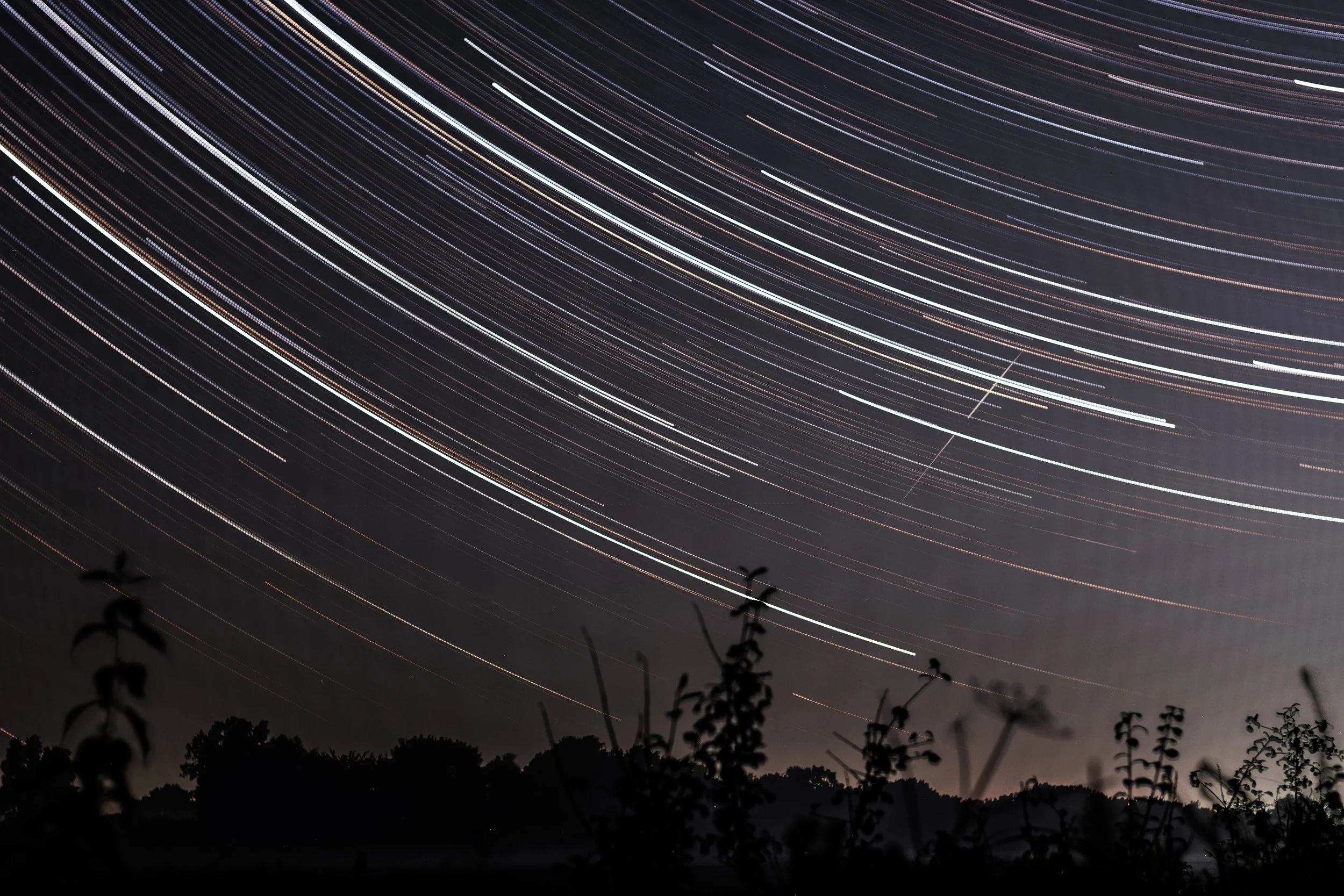 wild stars.jpg