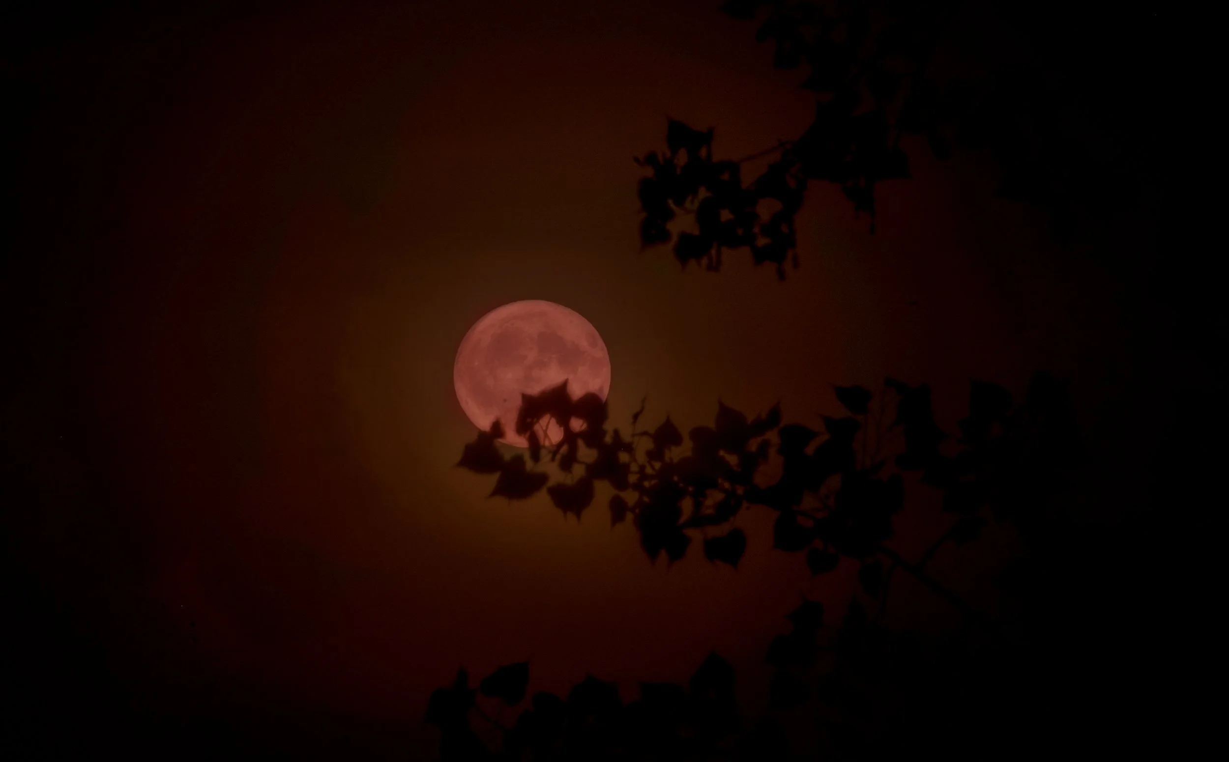 moon.jpg