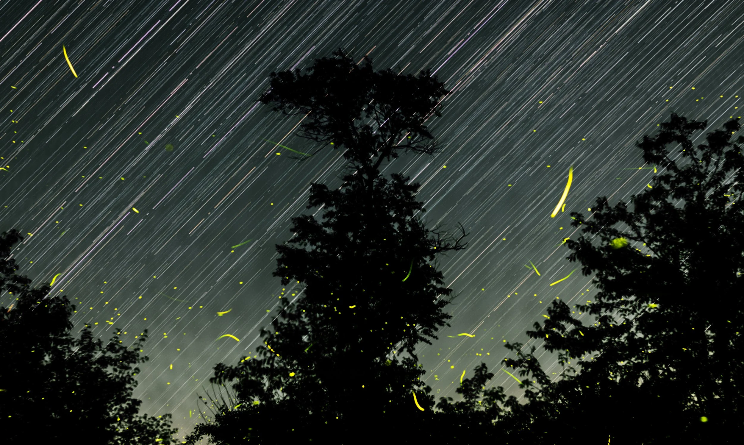 fireflies2026nowater.jpg
