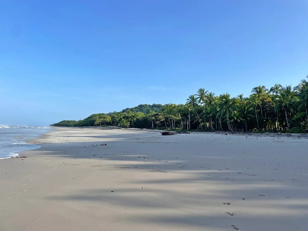 Wide sandy beach at Playa Santa Teresa, Costa Rica, lined with palm trees beneath a clear blue sky.