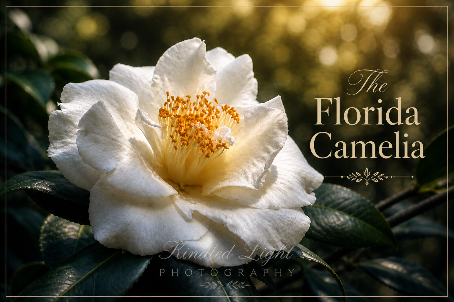 2026 Camelia Festival in Eden State Park