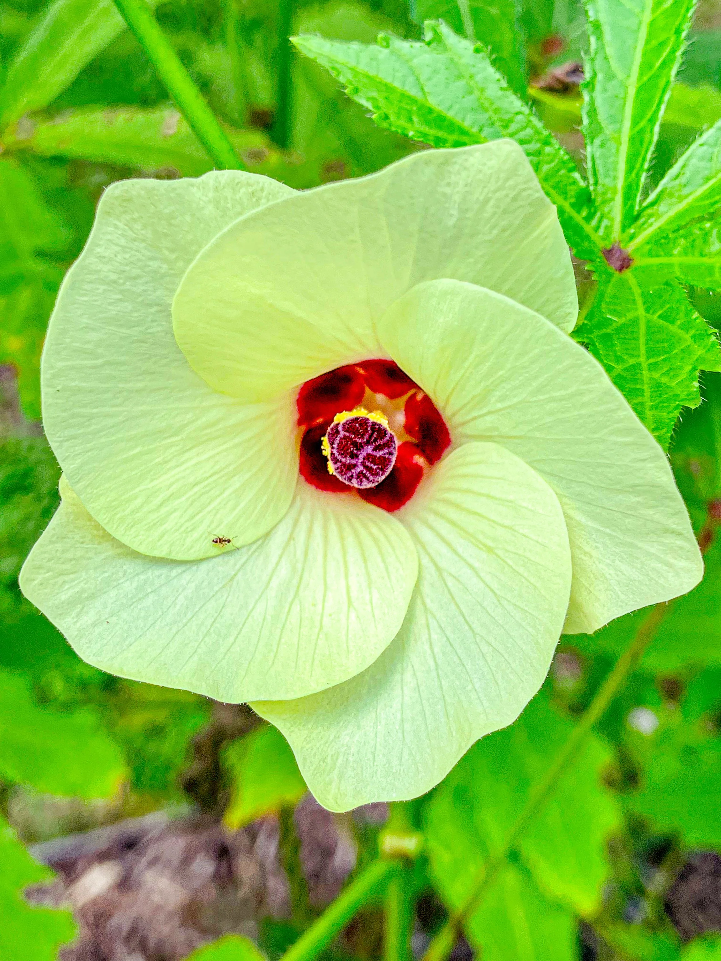 Okra Flower