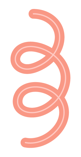 A pink, coiled, worm-like shape on a black background.