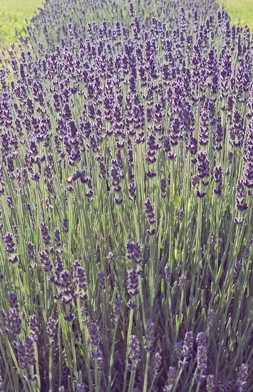 Lavender in full bloom with a bee at Belle Terre Lavender farm